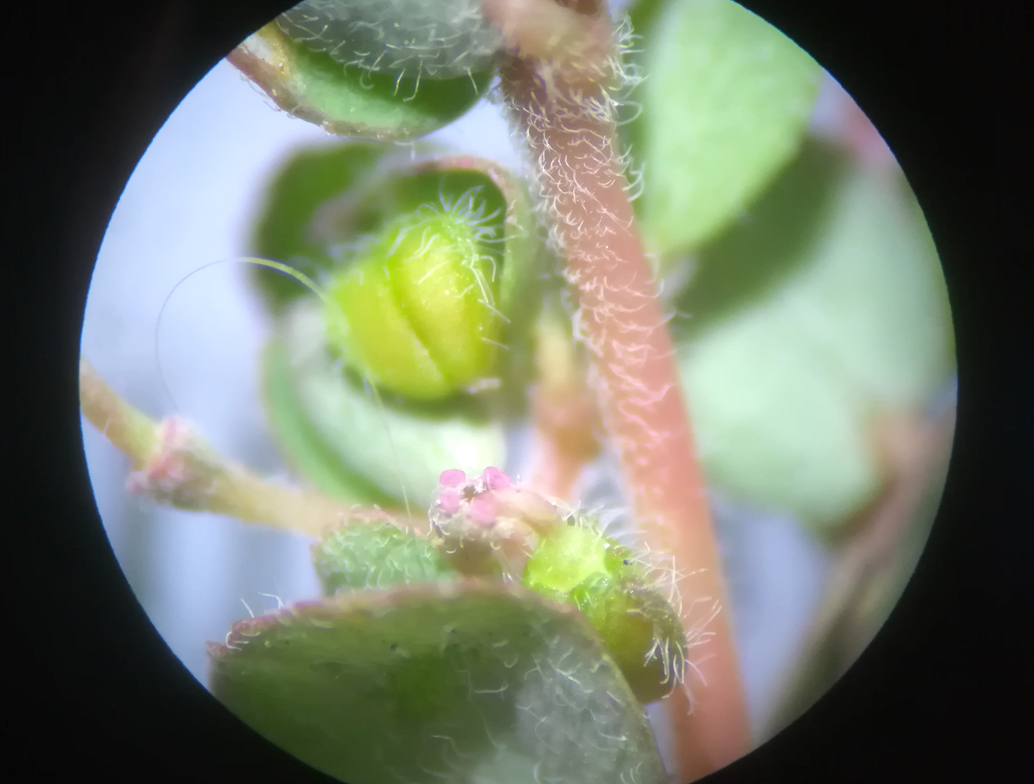 euphorbia prostrata sonnwendviertel_20180625_195323.jpg