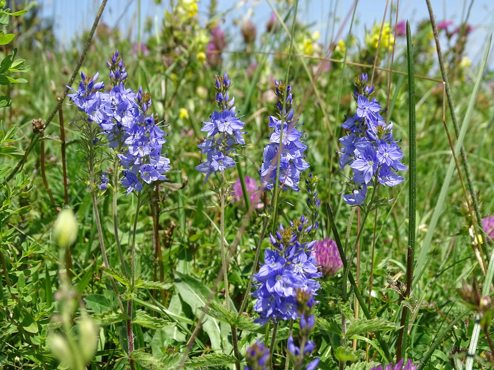 veronica austriaca_gschaidberg.jpg