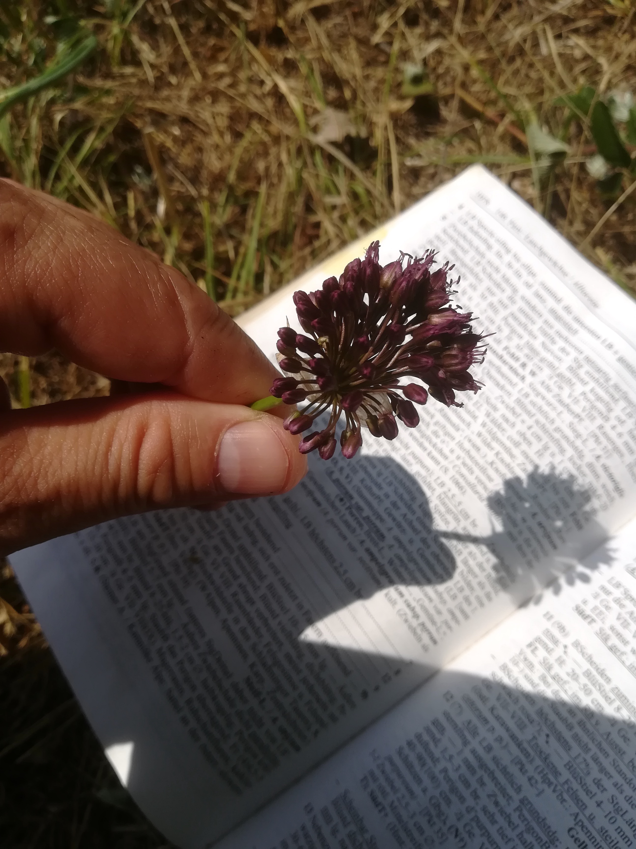 allium sp. schwadorfer wald_20180621_135045.jpg