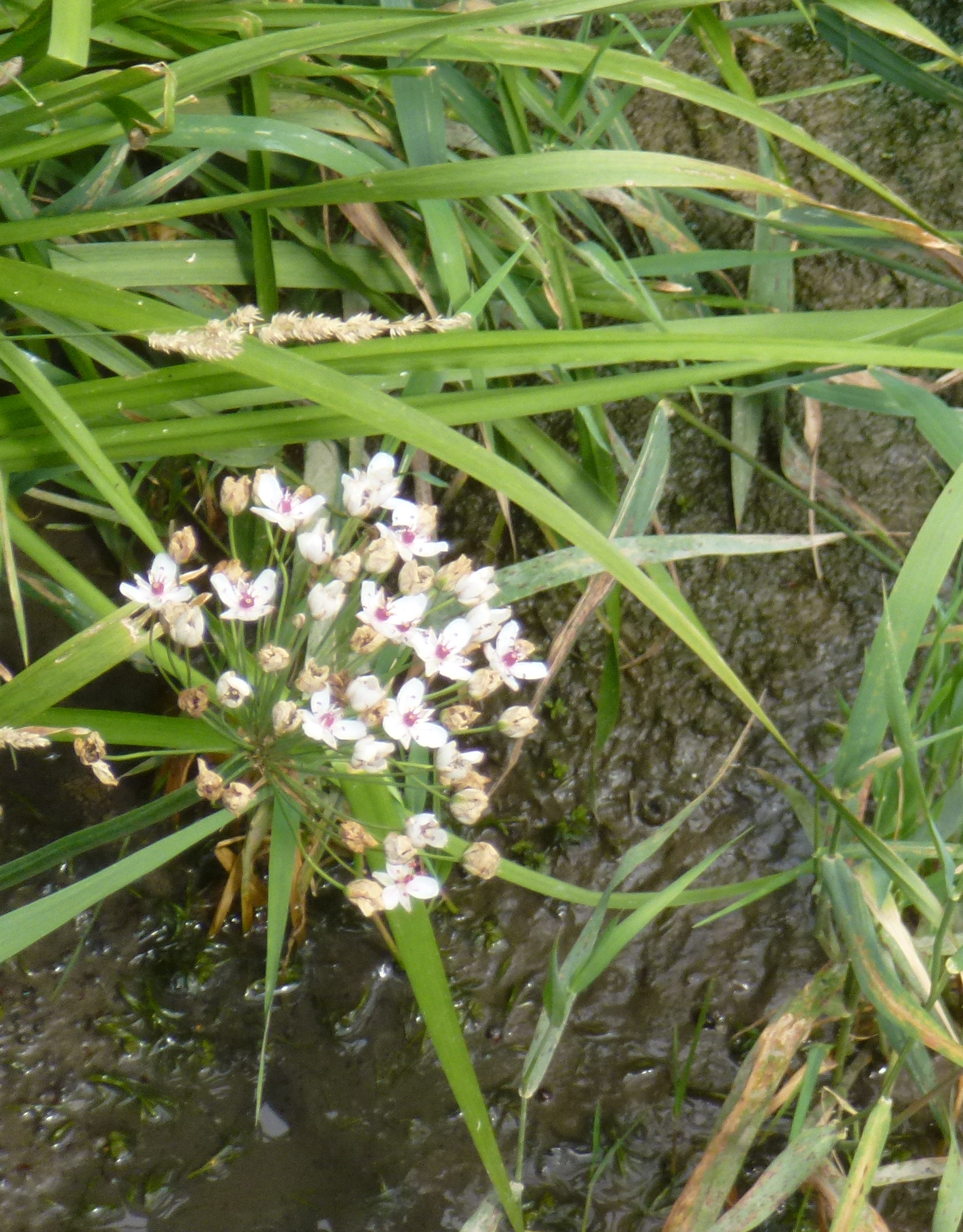 P1640613 Schwanenblume- gefährdet.jpg