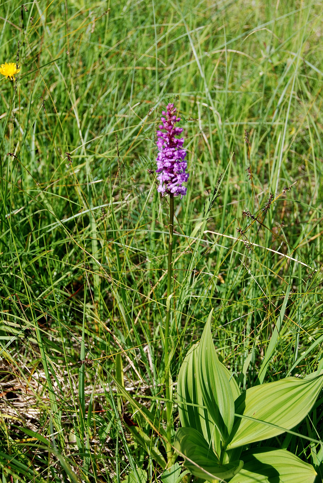 Bodinggraben-26062018-(13).JPG