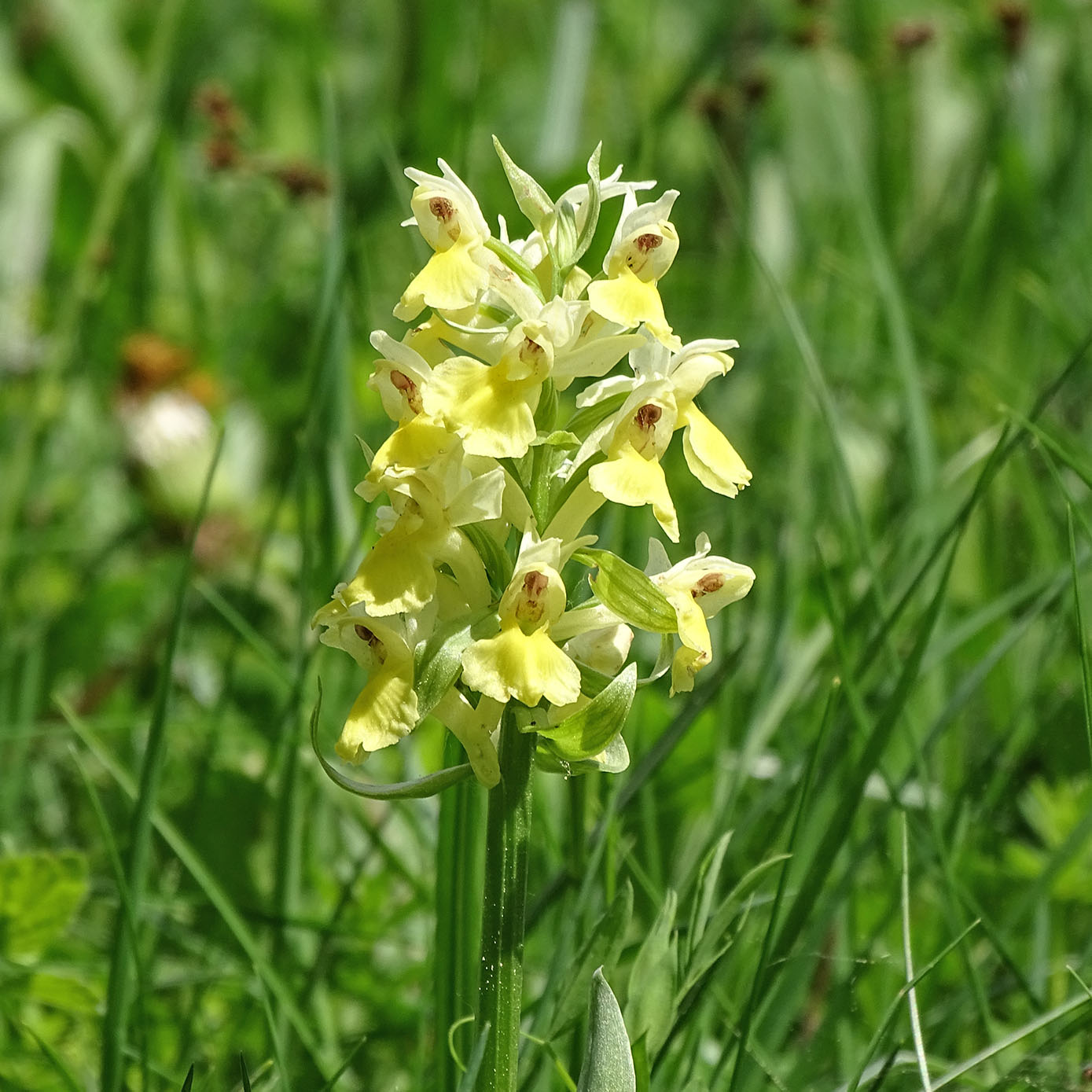 dactylorhiza sambucina_hohenau1.jpg