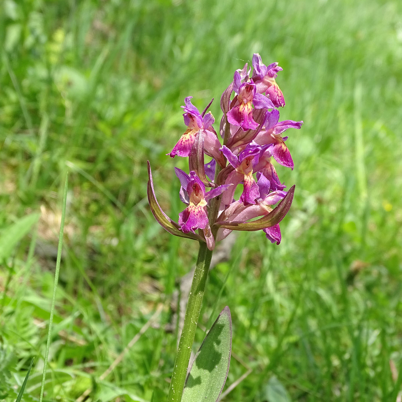 dactylorhiza sambucina_hohenau2.jpg