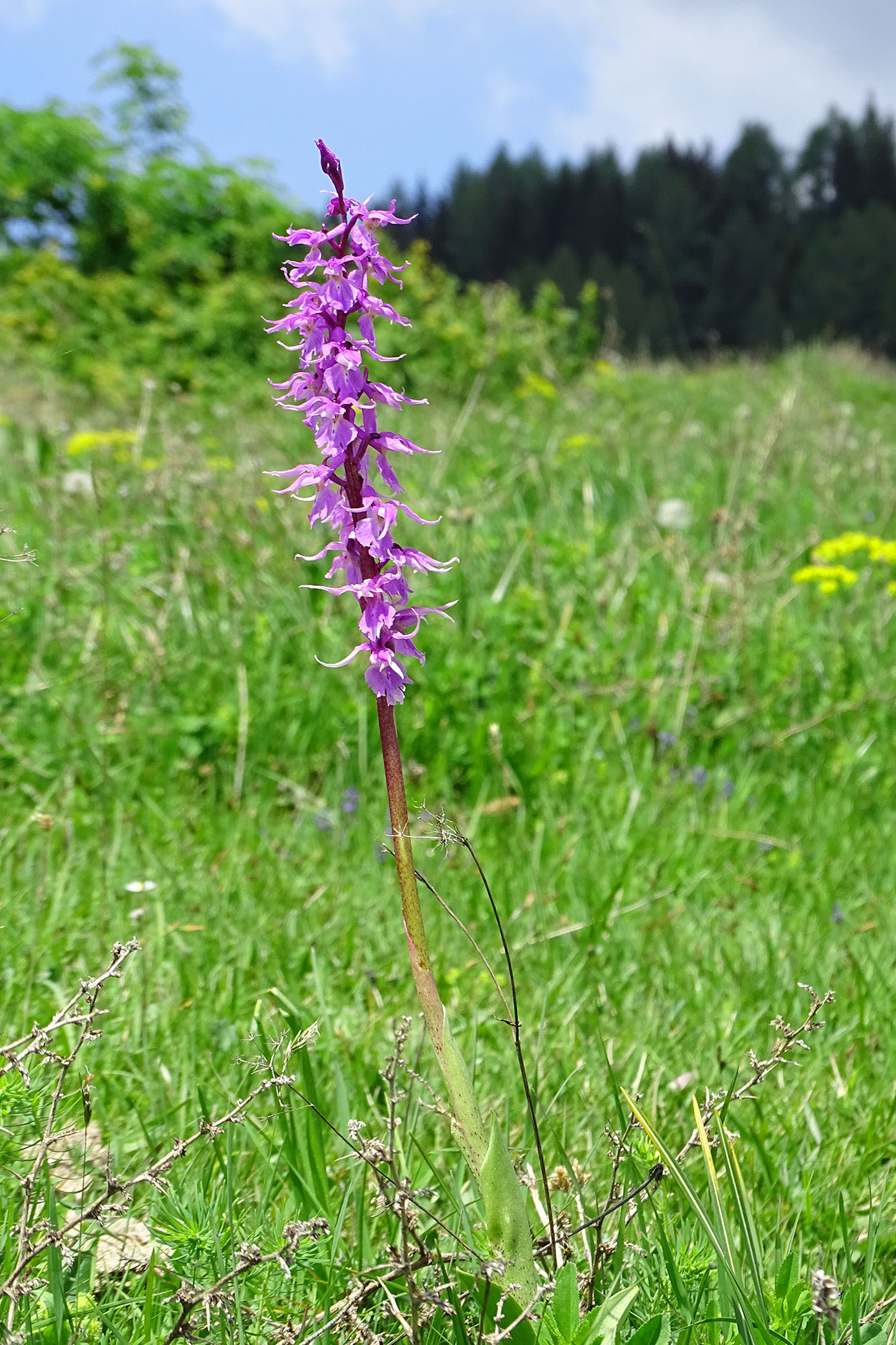 orchis mascula speciosa_hohenau1.jpg