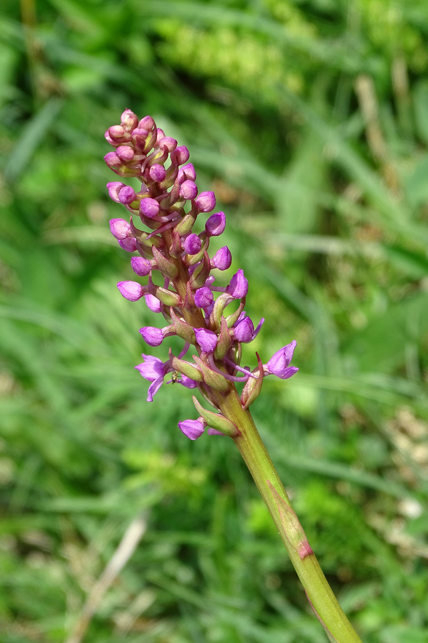 gymnadenia conopsea_hohenau1.jpg