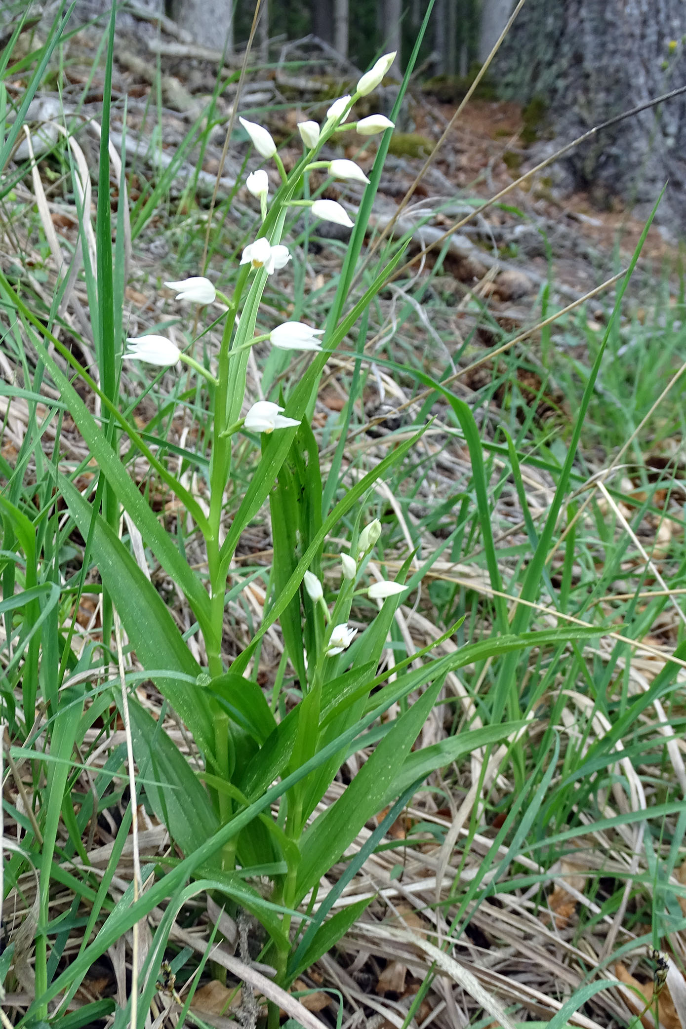 cephalanthera longifolia_hohen2.jpg