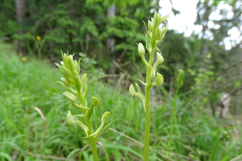 platanthera chlorantha_plesch.jpg