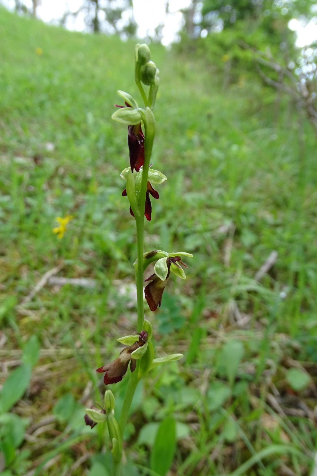 ophrys insectifera_plesch.jpg