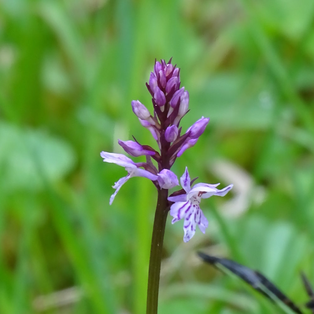 dactylorhiza fuchsii_plesch.jpg