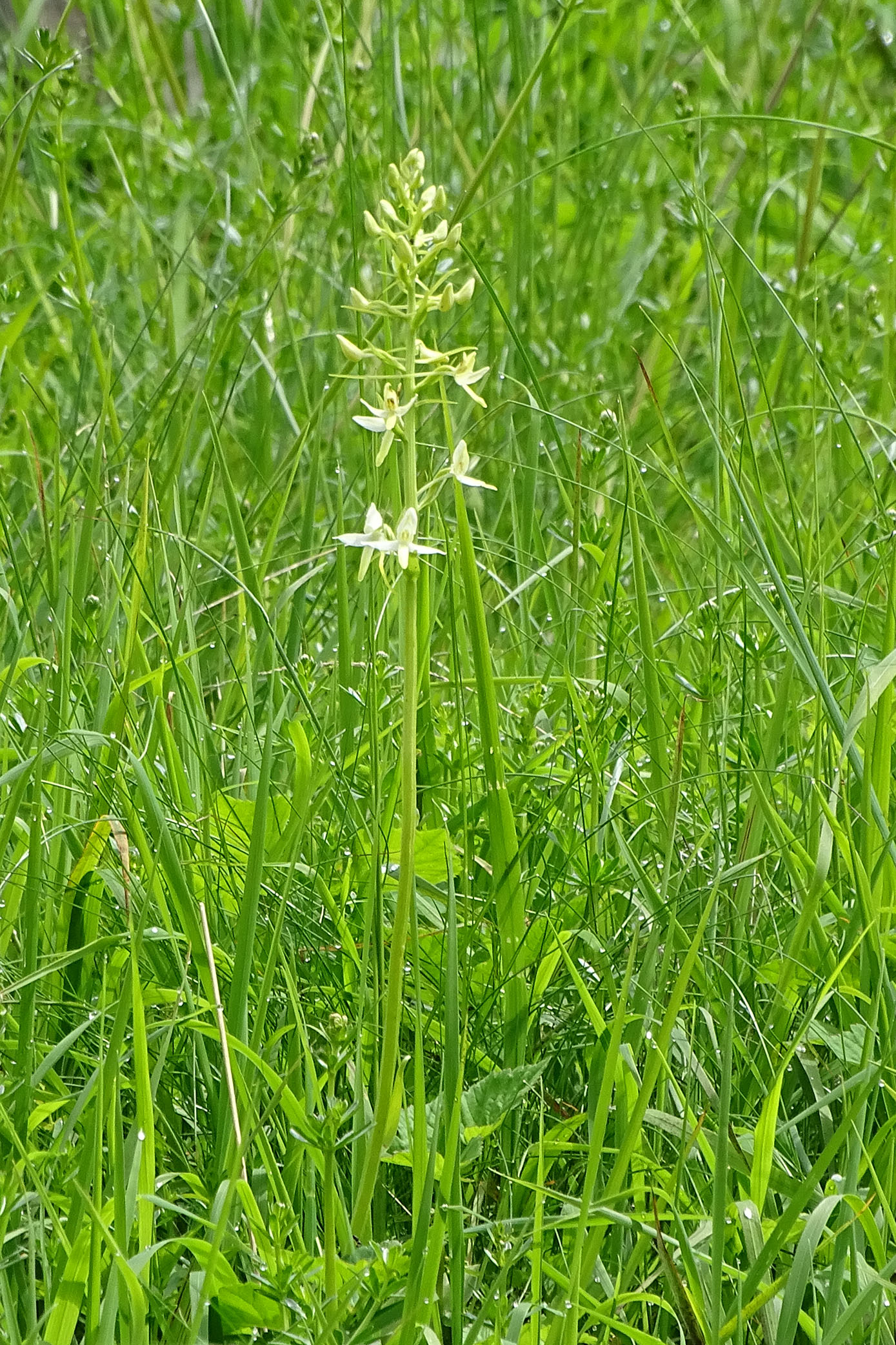 platanthera bifolia_plesch.jpg