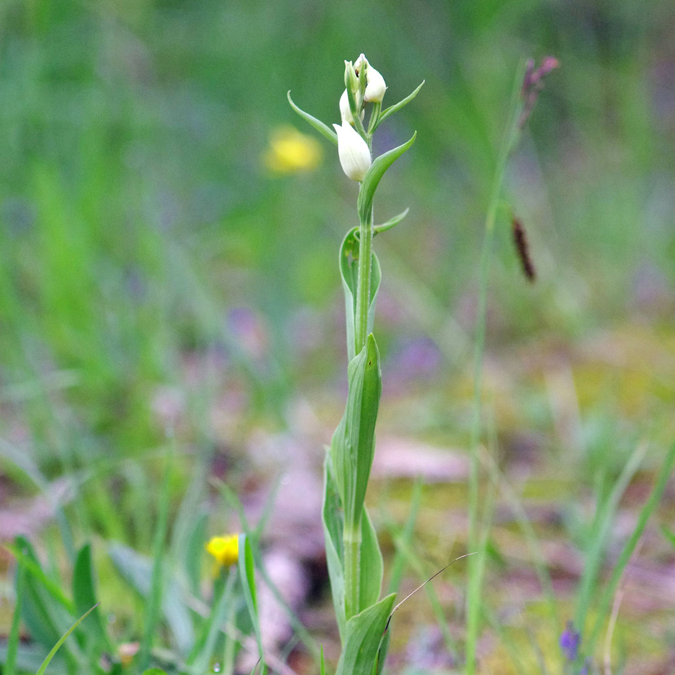 cephalanthera damasonium_plesch.jpg