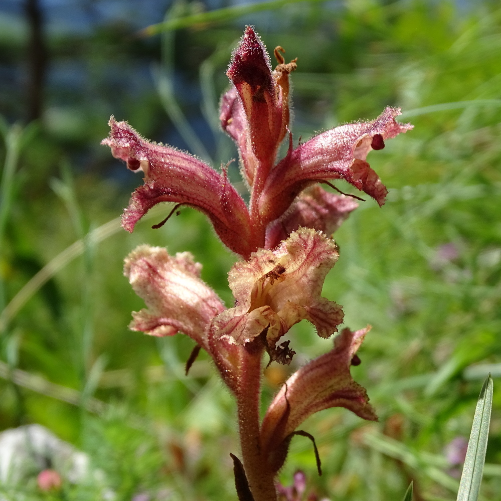 orobanche alba_goesser2.jpg