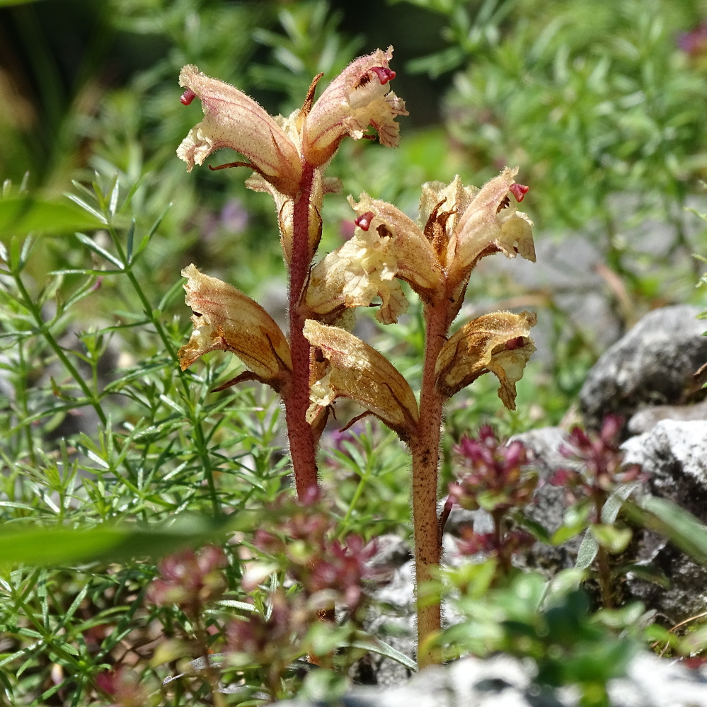 orobanche alba_goesser1.jpg