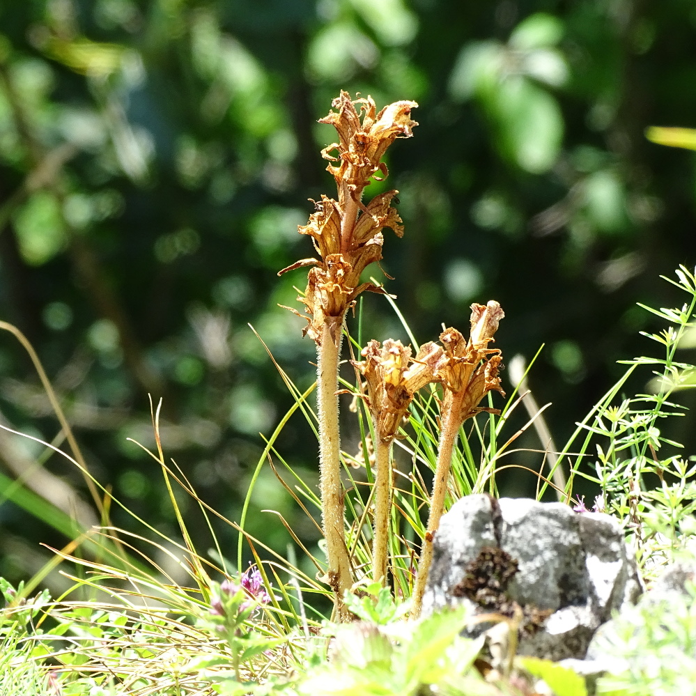 orobanche_goesser1.jpg