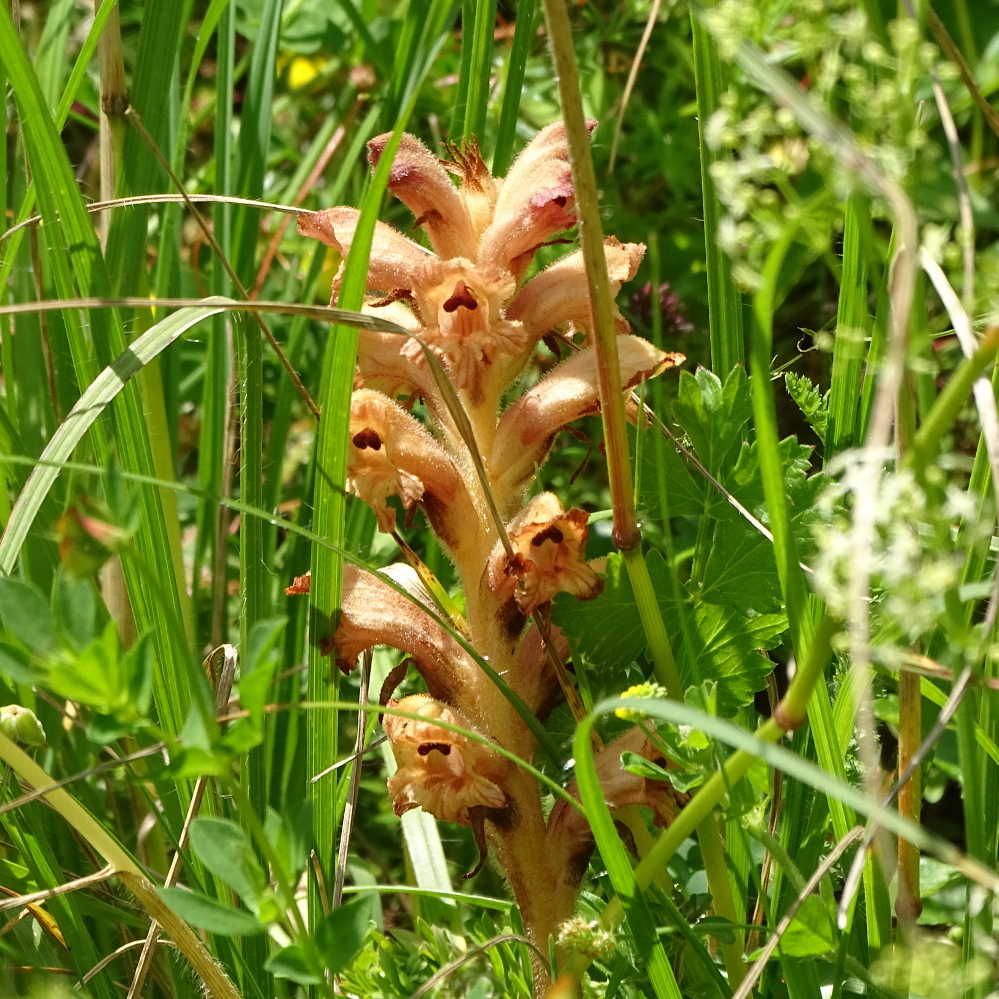 orobanche alba_goesser4.jpg