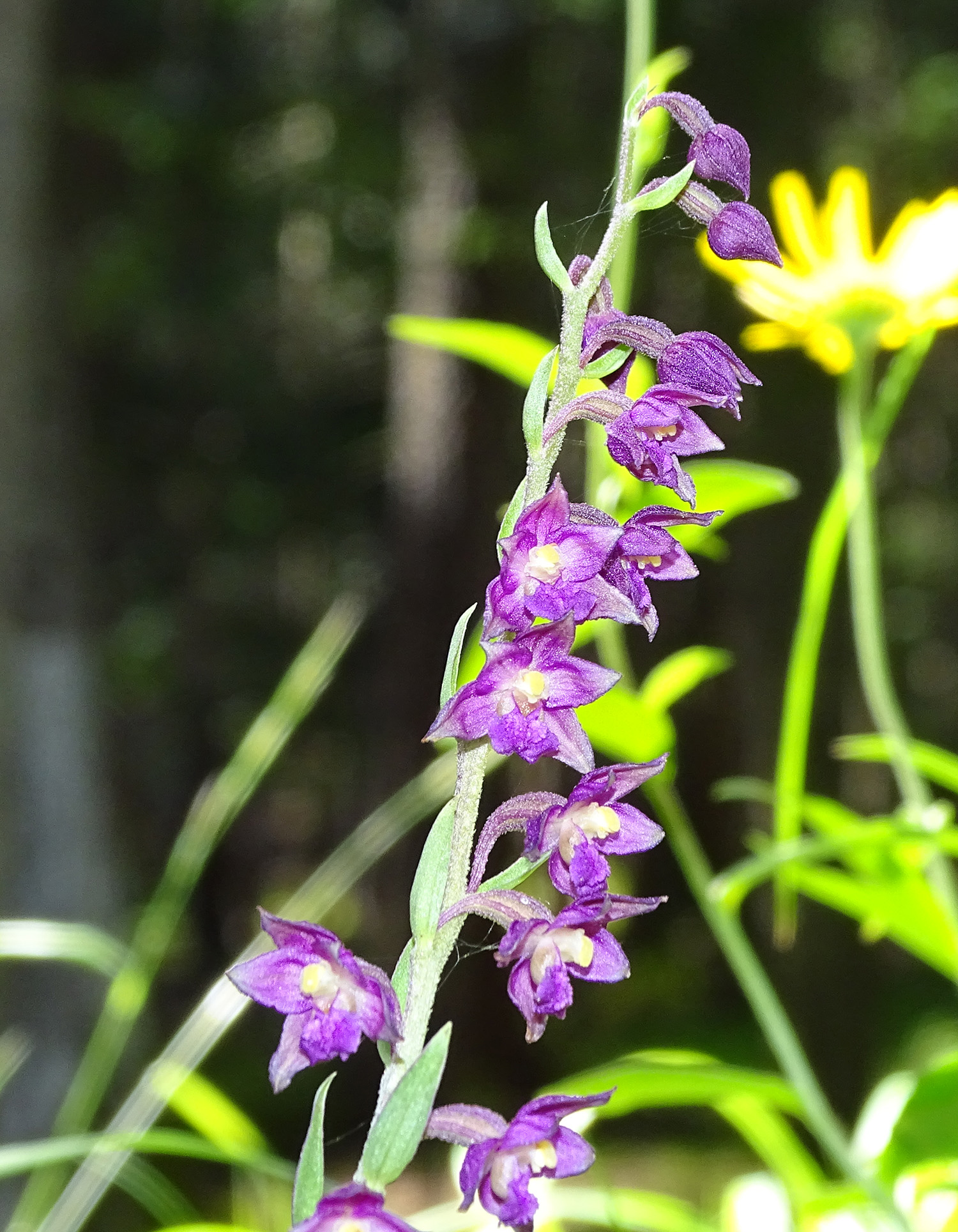 Epipactis atrorubens2_goesser.jpg