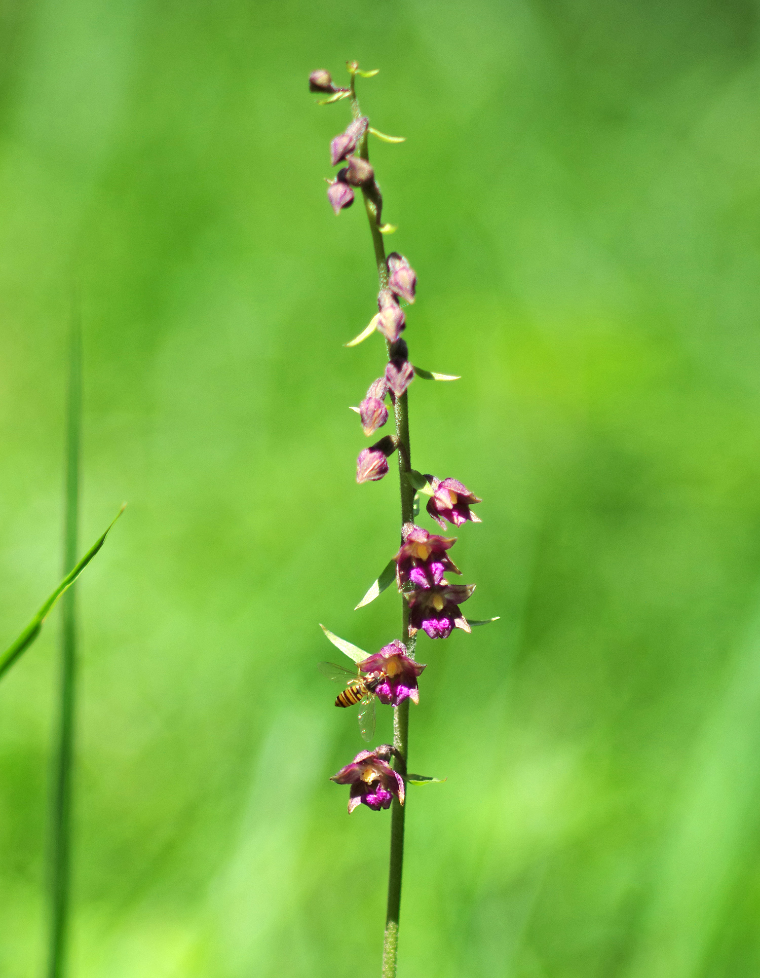 Epipactis atrorubens_goesser.jpg