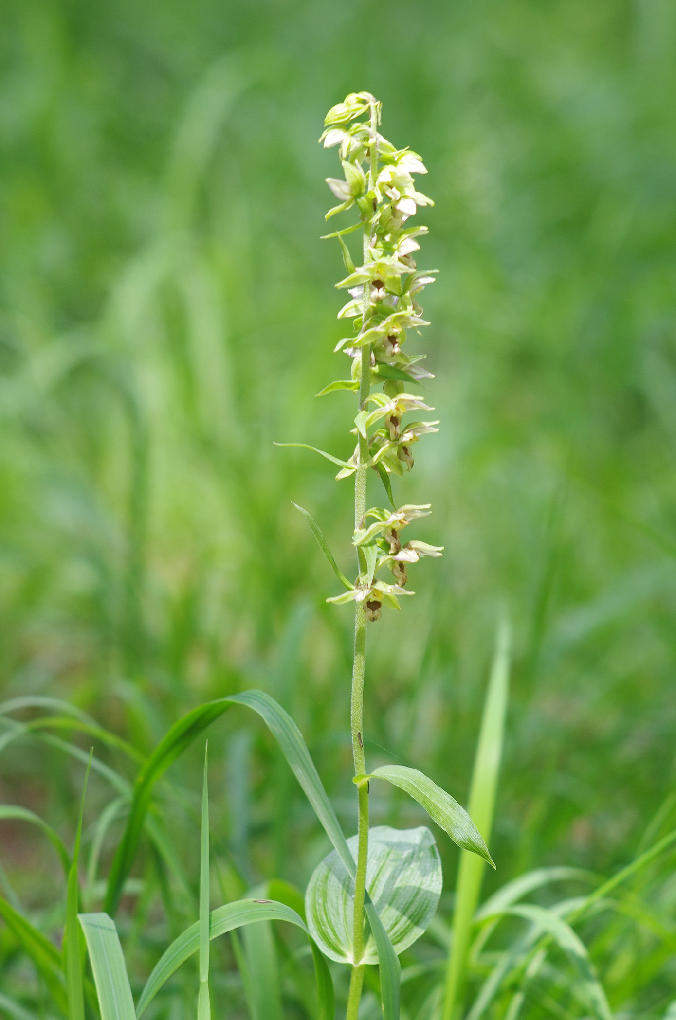 Epipactis helleborine_goesser.jpg