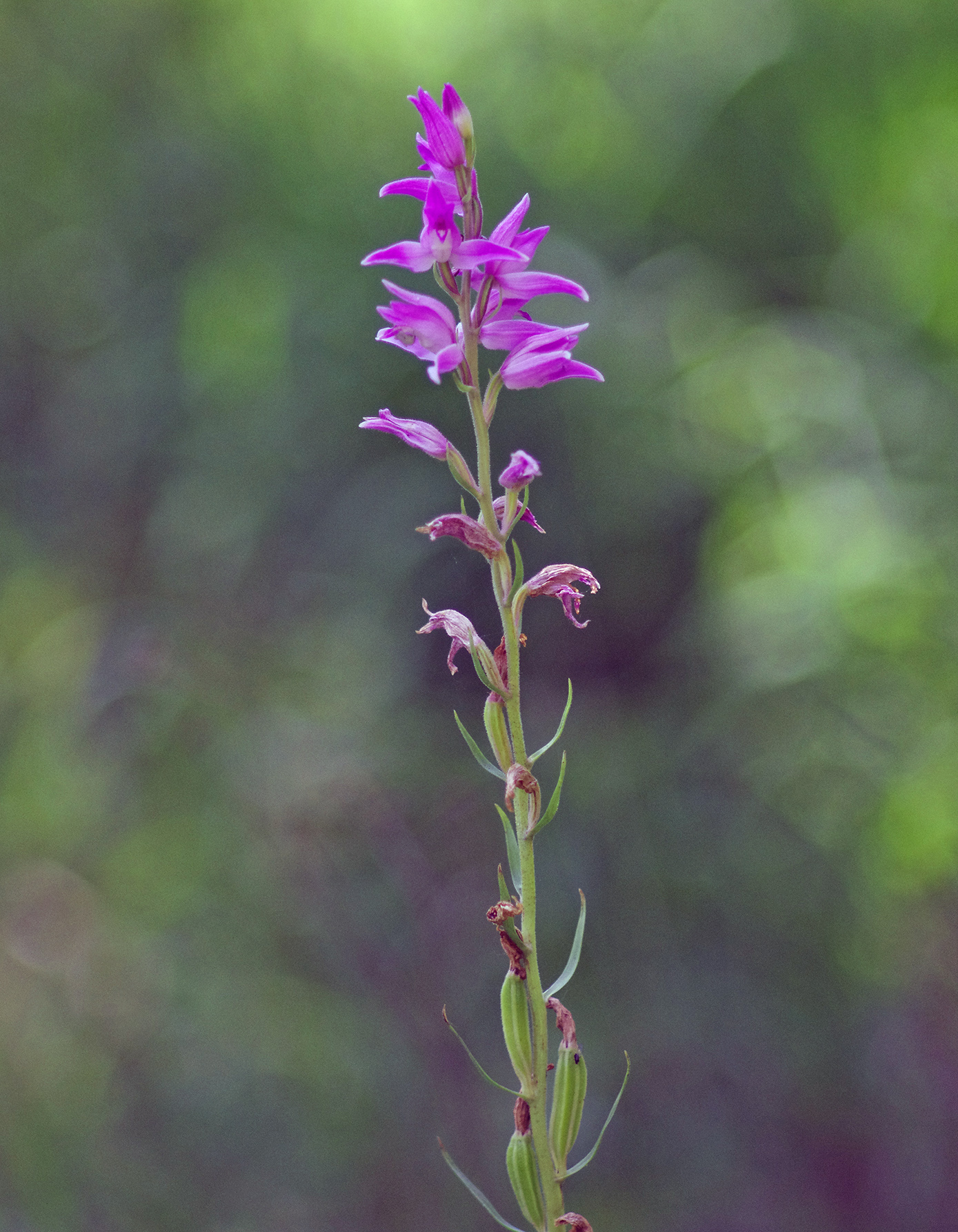 Cephalanthera rubra_goesser.jpg