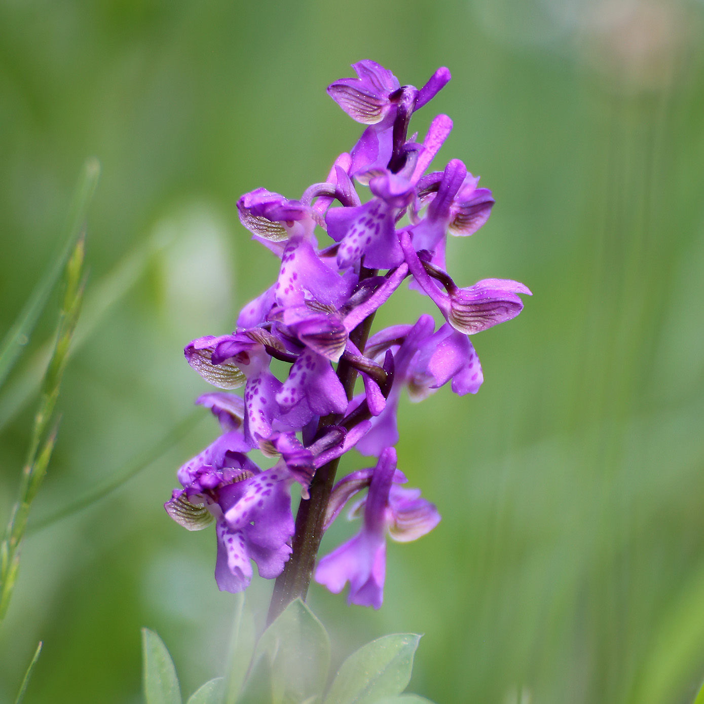 Anacamptis morio_schartnerkogel.jpg