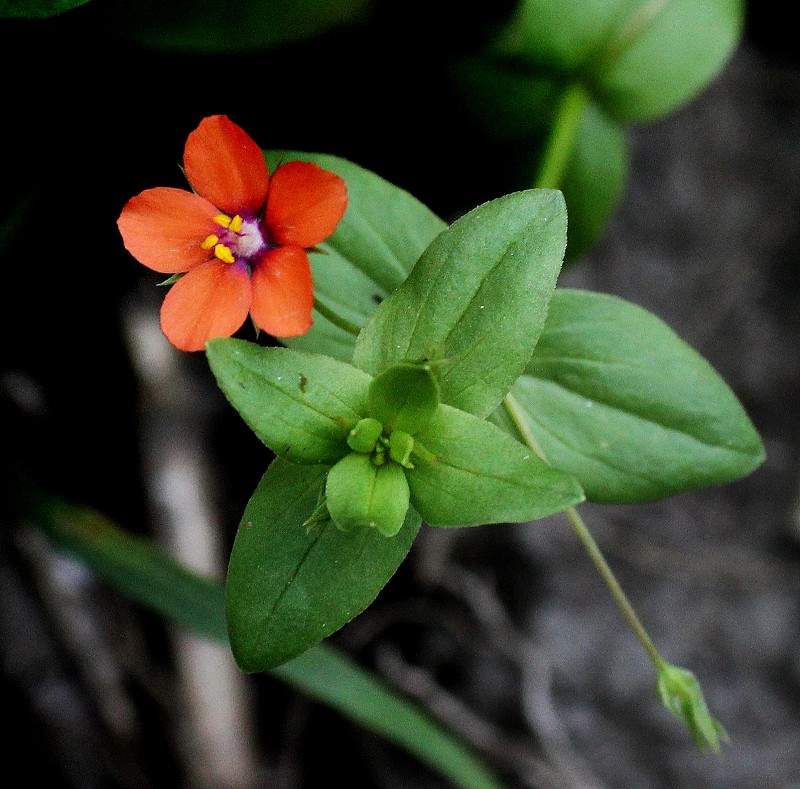 k-Anagallis arvensis.JPG