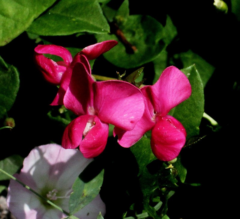 k-Lathyrus latifolius.JPG