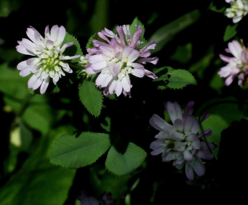 k-Trifolium suaveolens.JPG