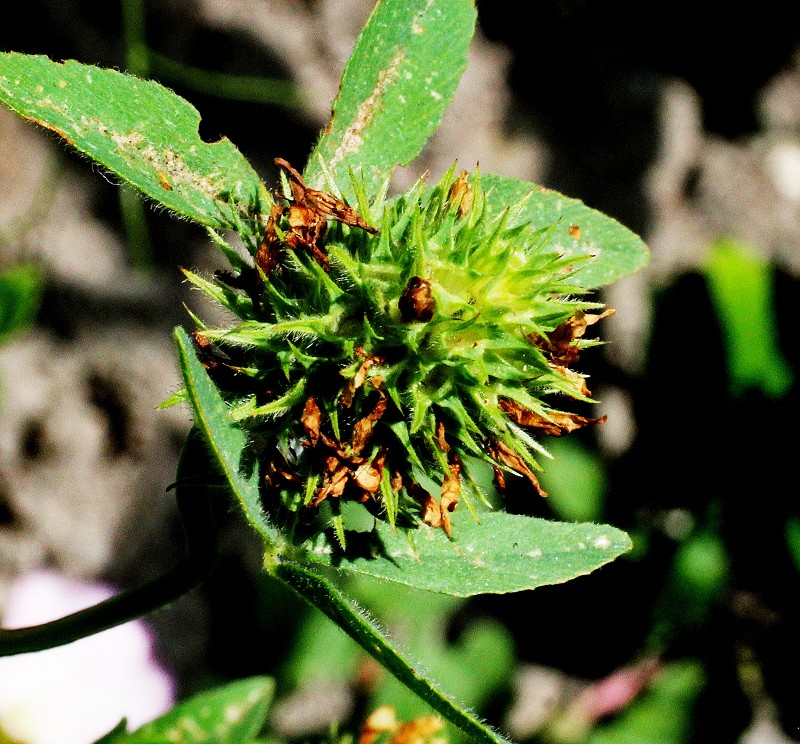 k-Früchte Trifolium suaveolens.JPG