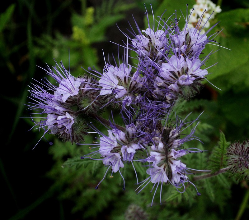 k-Phacelia tanacetifolia.JPG