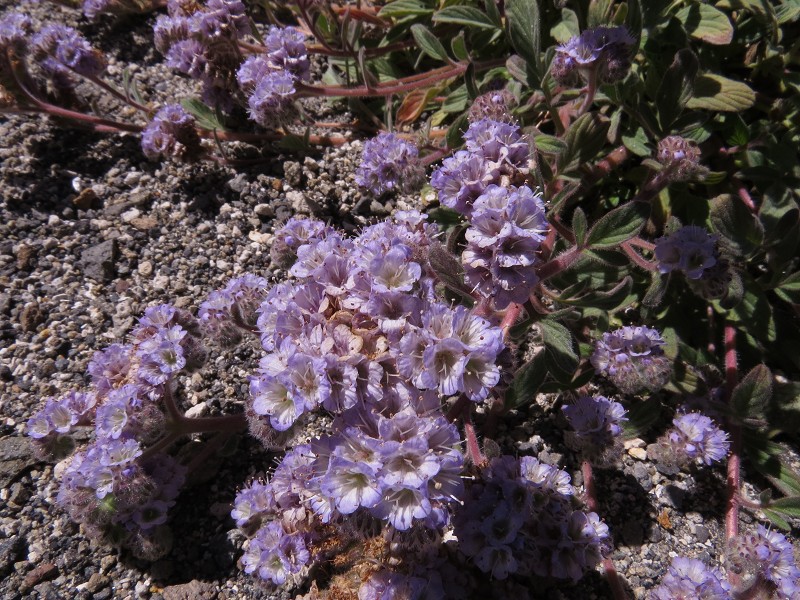 k-Phacelia secunda.JPG