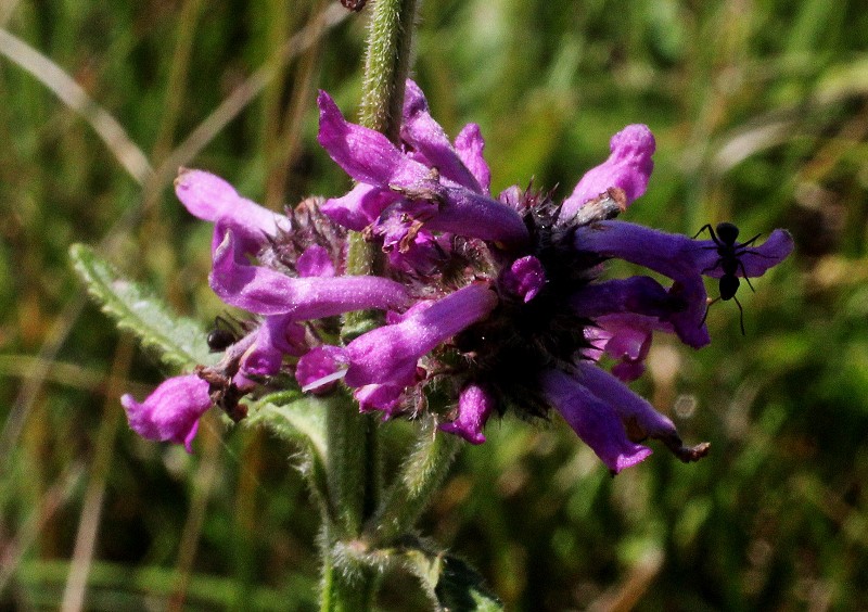 k-Betonica officinali.JPG