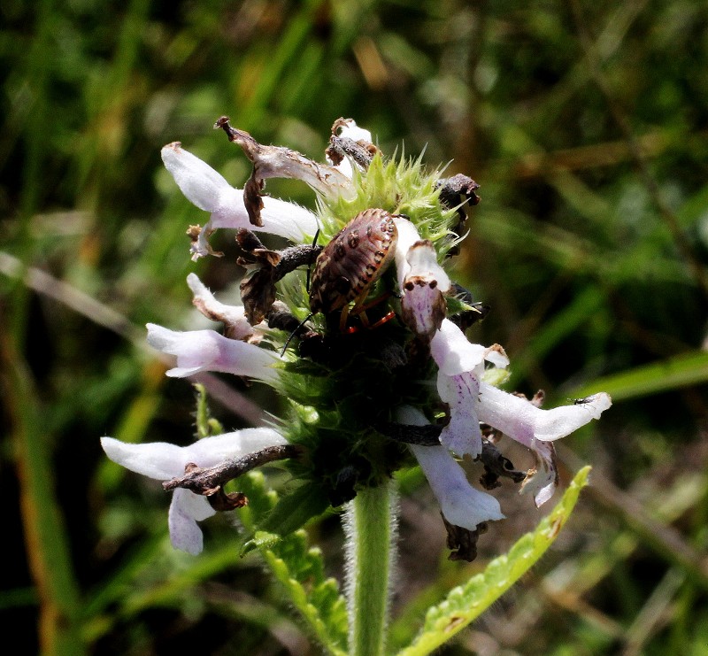 k-Betonica officinali albino.JPG