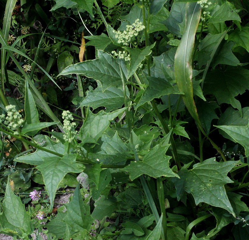 Chenopodium hybridum.JPG