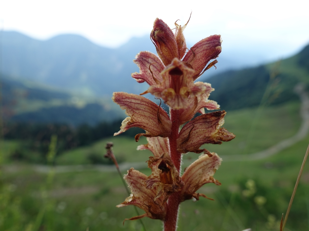 orobanche_alba_1.jpg