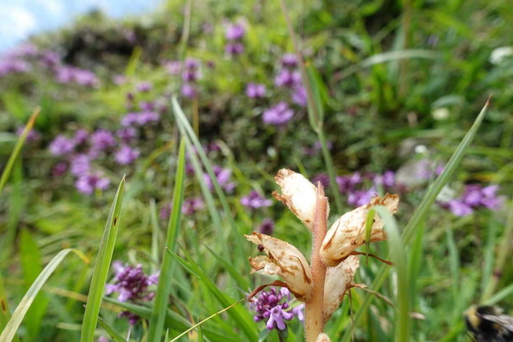 orobanche_teucrii_cf_2.jpg