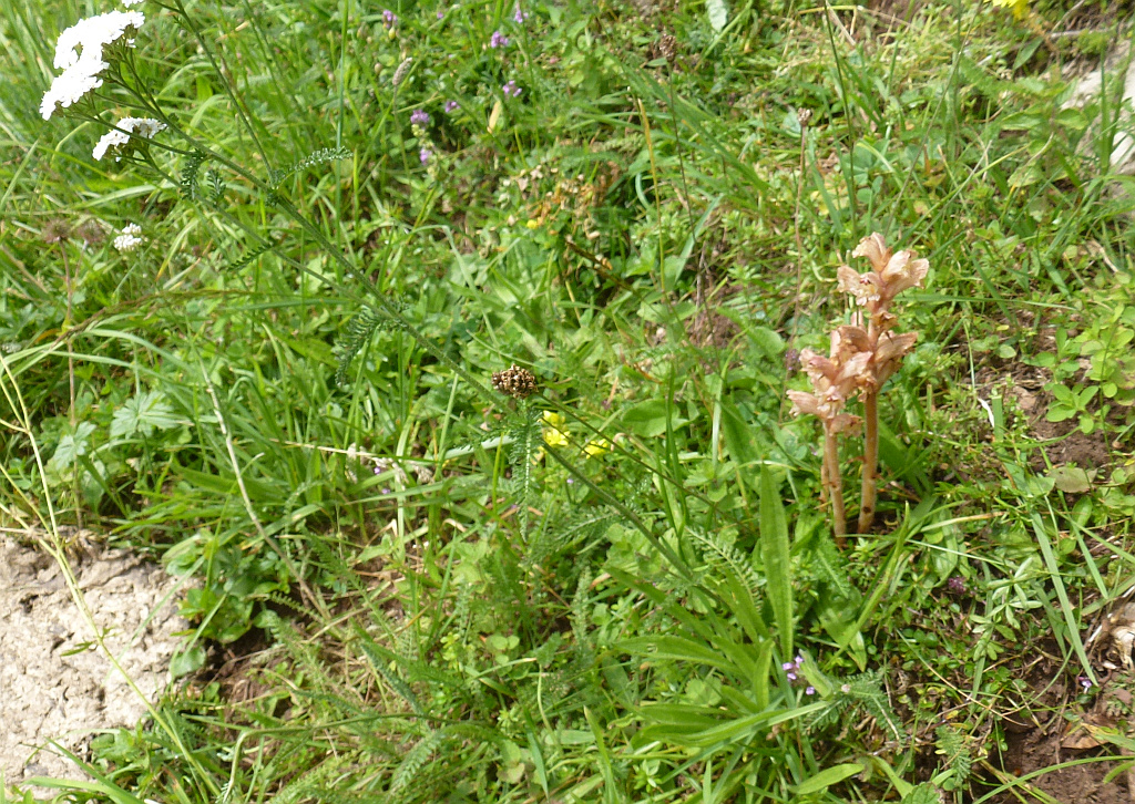 P1650147 orobanche.jpg