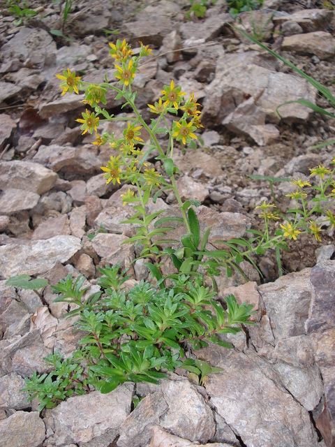 Saxifraga aizoides x mutata.St-Sebringgraben.5.7.18.JPG