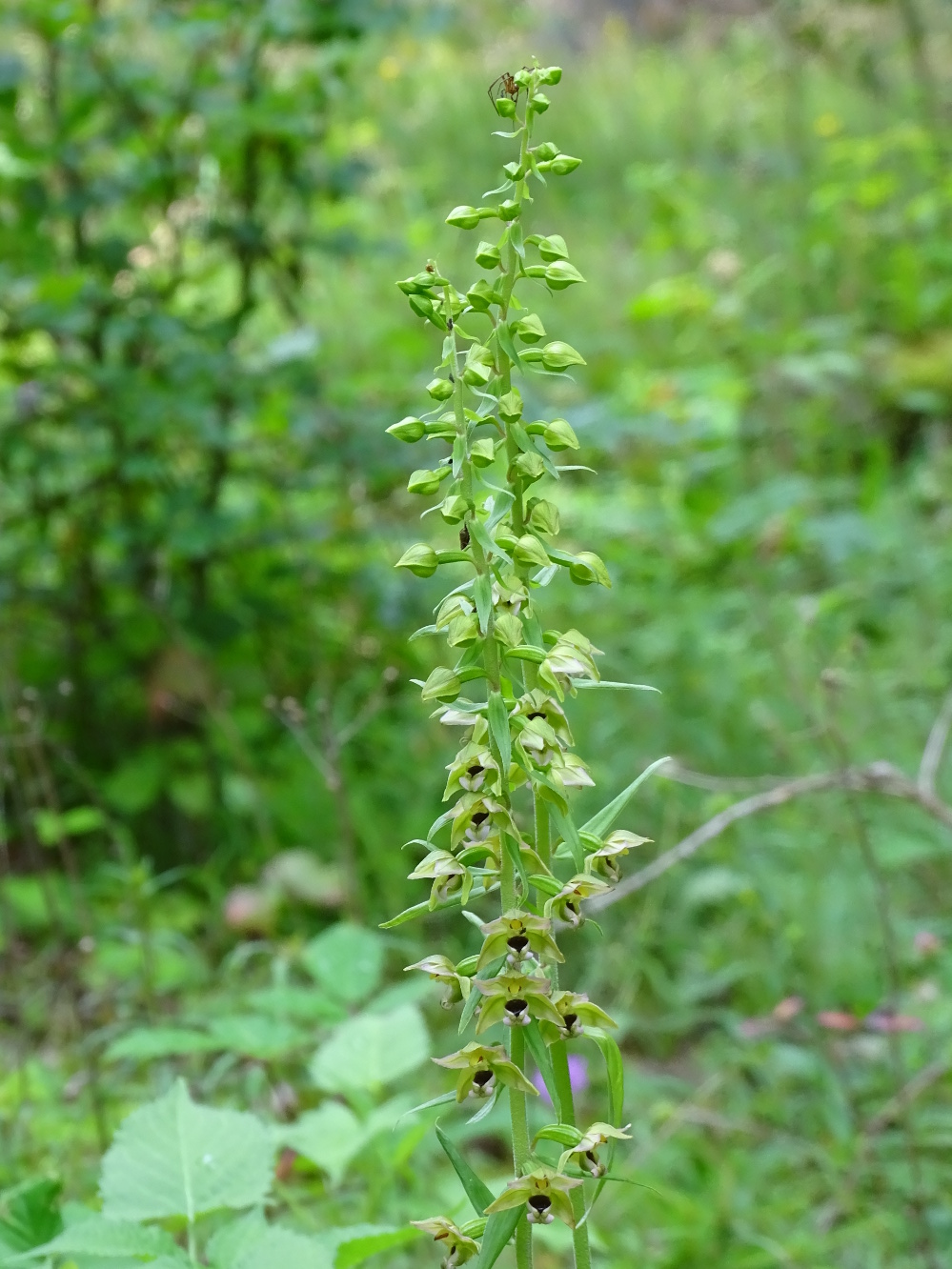 Epipactis helleborine_plesch1a.JPG