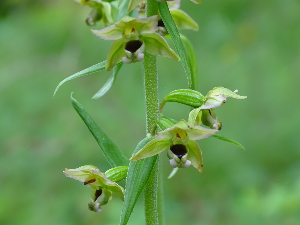 Epipactis helleborine_plesch1.JPG