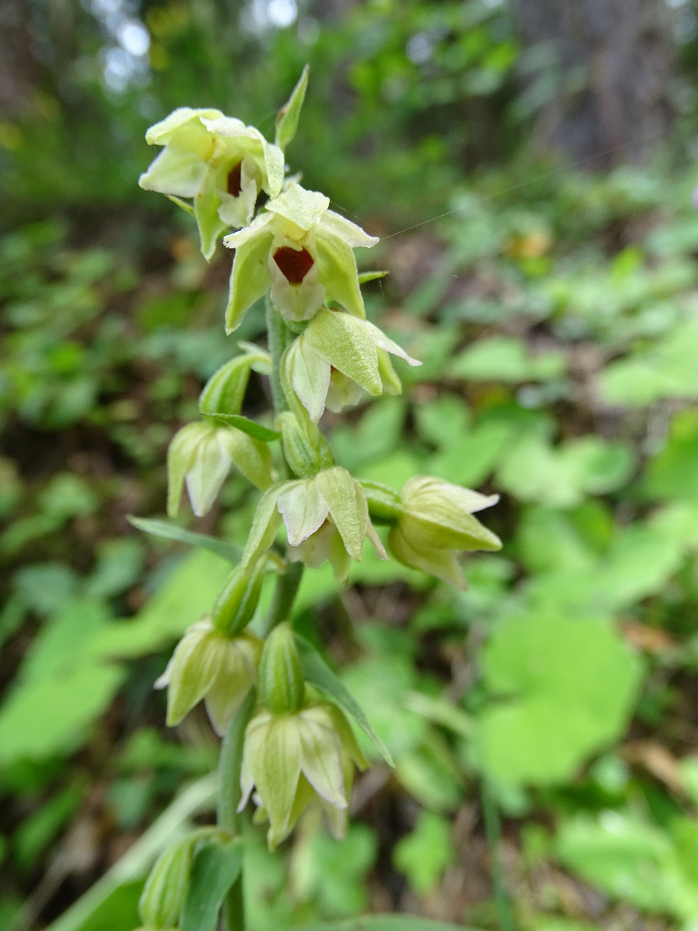 Epipactis helleborine_plesch2a.JPG