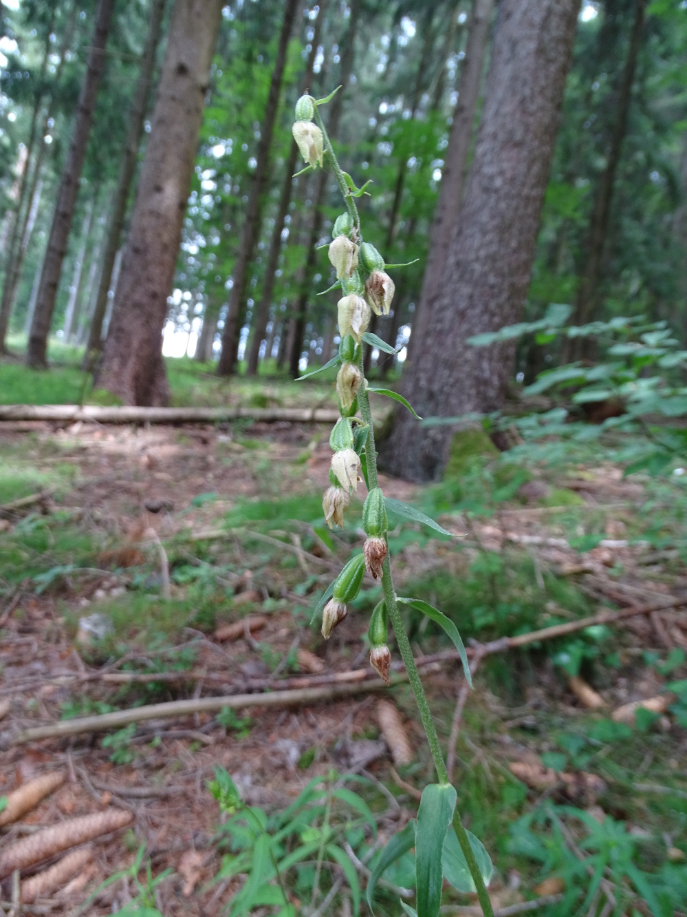 Epipactis helleborine_plesch4.JPG