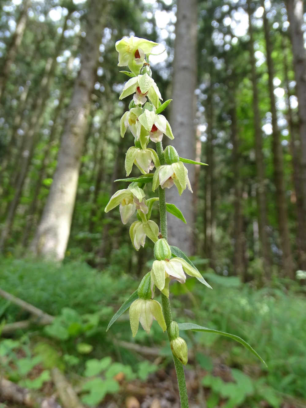 Epipactis helleborine_plesch3a.JPG