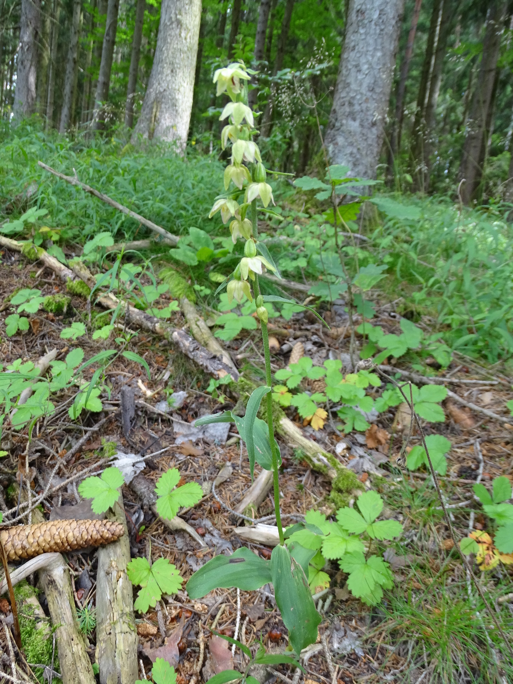 Epipactis helleborine_plesch3.JPG