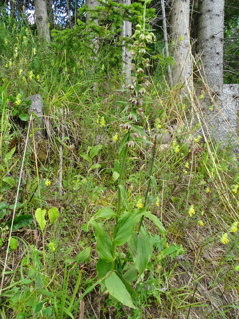 Epipactis helleborine_plesch5a.JPG