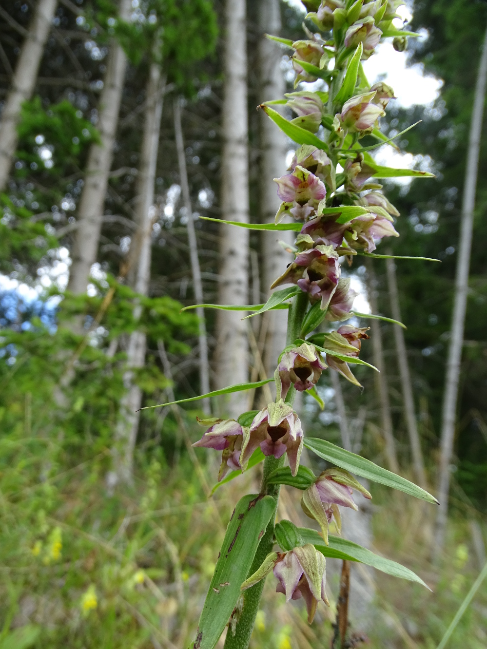 Epipactis helleborine_plesch5.JPG