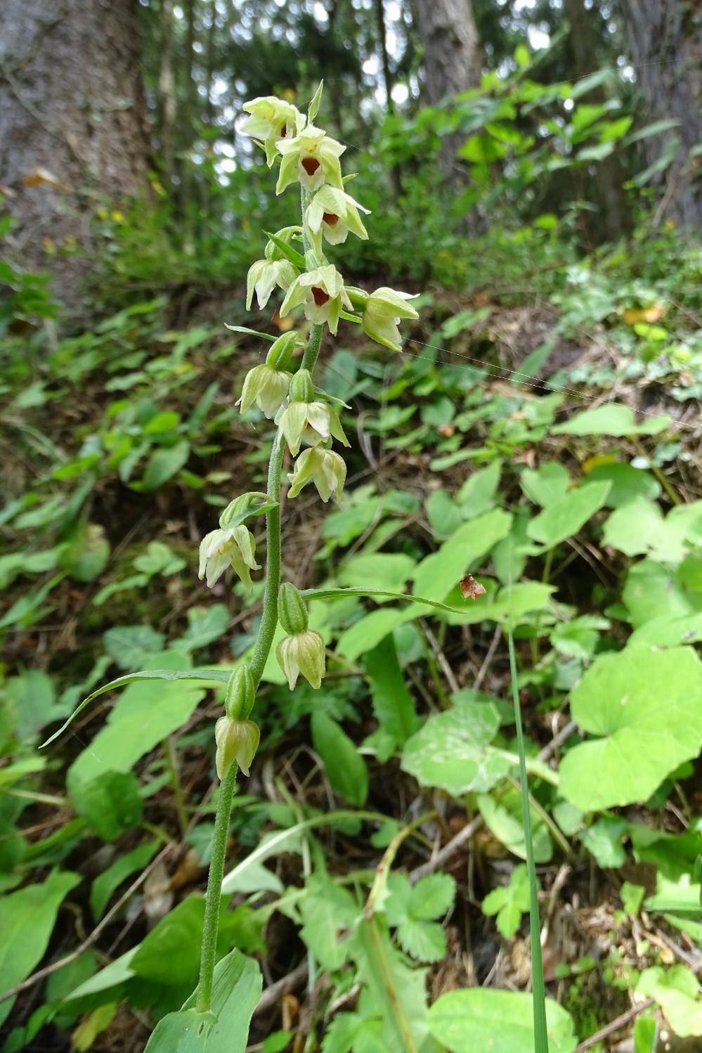 Epipactis helleborine_plesch2.JPG