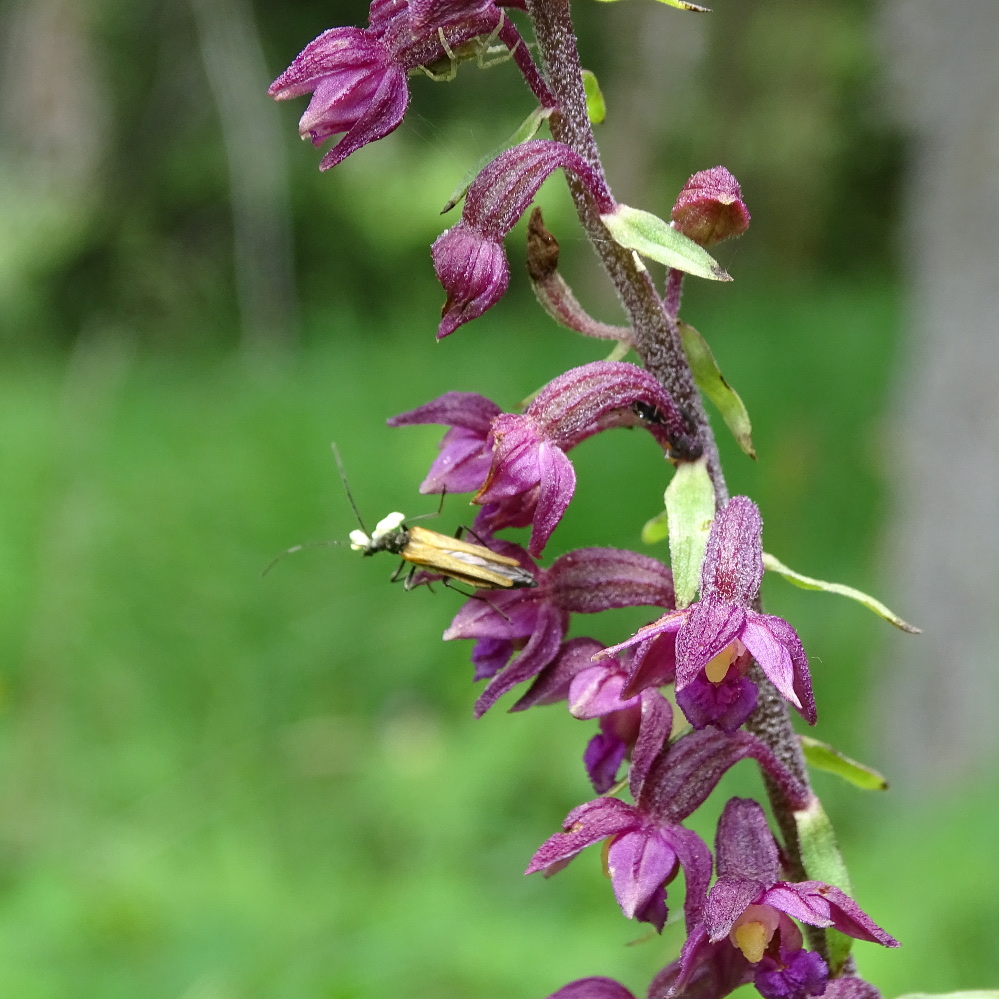 Epipactis atrorubens_plesch1a.jpg