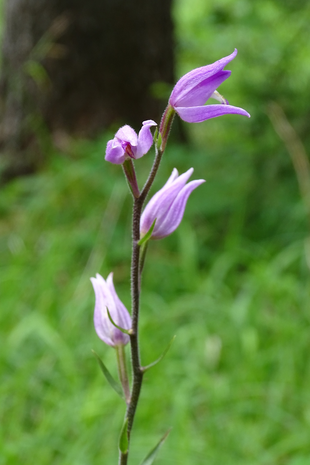 Cephalanthera rubra_plesch.jpg