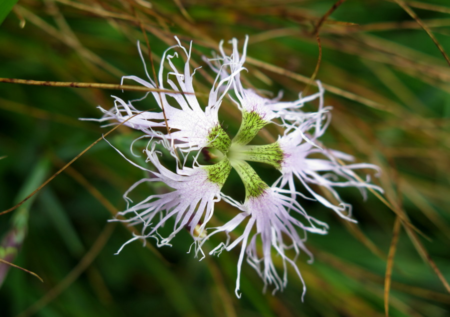 dianthus.JPG