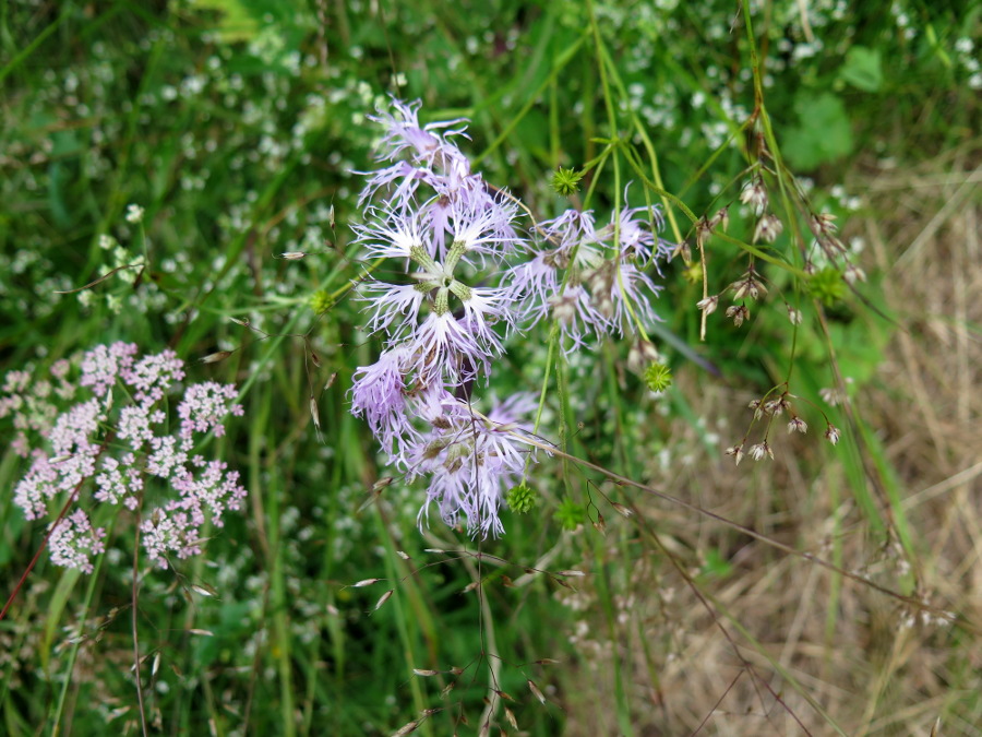 dianthus1.JPG